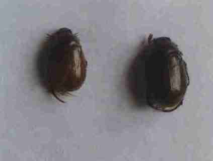 柳树铜绿丽金龟