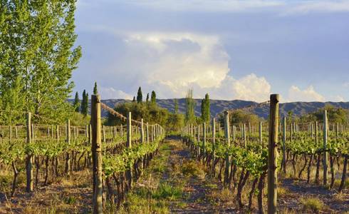 萨尔塔（位于阿根廷重要的葡萄酒产区）