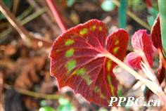 花叶秋海棠(秋海棠科秋海棠属植物)