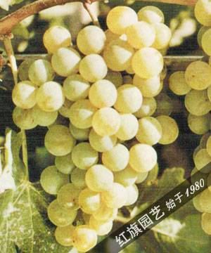 赛美蓉葡萄