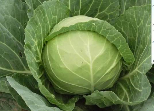 紫悦(十字花科芸苔属植物)