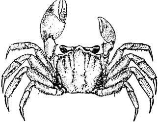 痕掌沙蟹