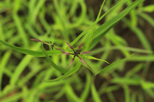 山慈姑（秋水仙科山慈姑属植物）