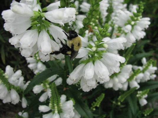 夏雪(唇形科植物)