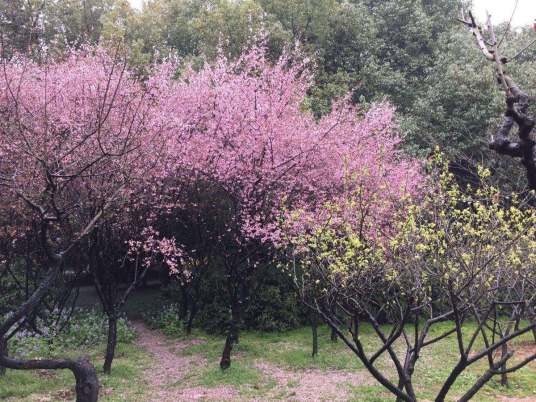 梅园（泗洪县梅园）