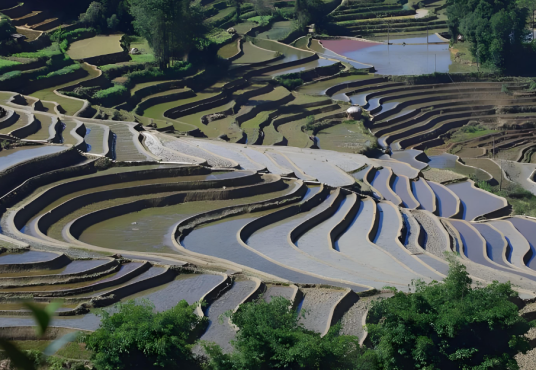 多依树梯田景区