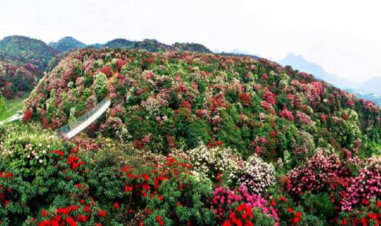 贵州百里杜鹃省级自然保护区