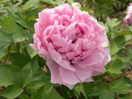 彩霞(芍药属栽培品种)