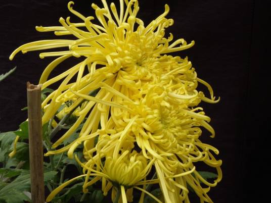 麦浪（菊科菊属植物）