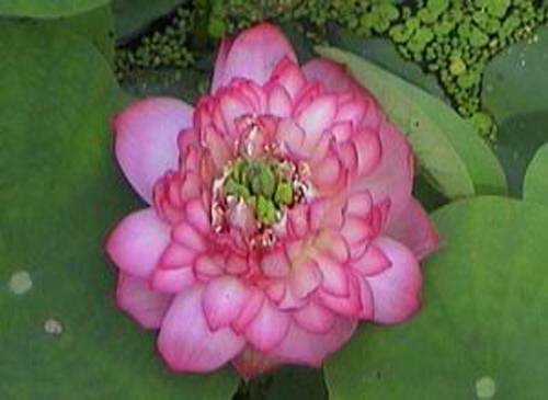 沁园春(荷花品种)