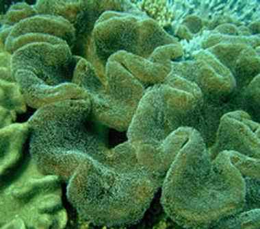 肉质叶形软珊瑚