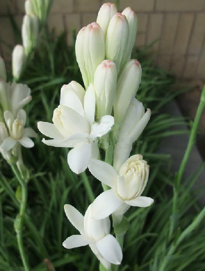 晚香玉（中药材）