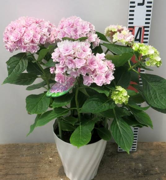 夏洛特公主(绣球花品种)