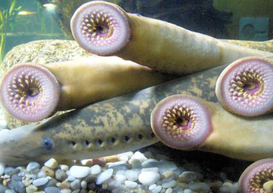 七鳃鳗(七鳃鳗目物种统称)