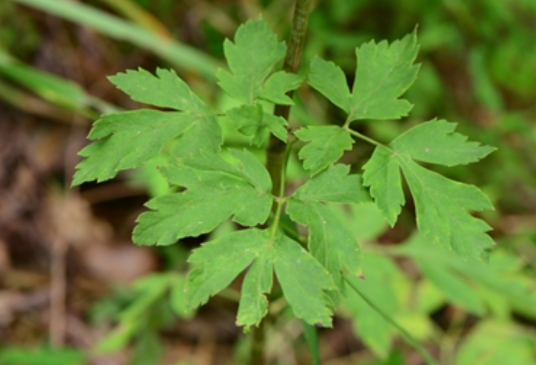 前胡(伞形科前胡属植物)