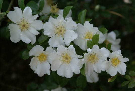 金樱子(蔷薇科蔷薇属植物)