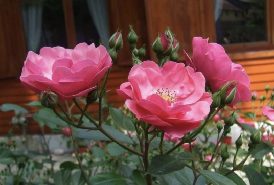 安吉拉(植物月季品种之一)