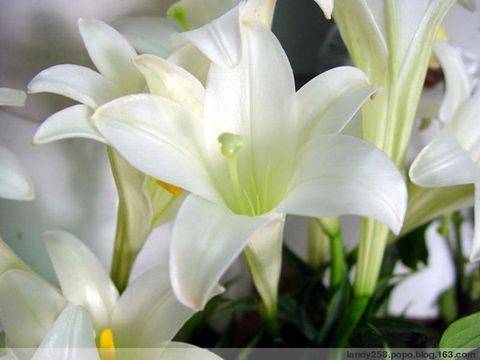 白狐（百合属栽培品种）