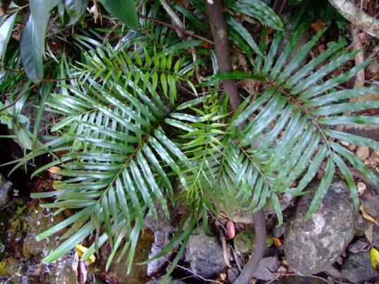 华南紫萁(紫萁科紫萁属植物)