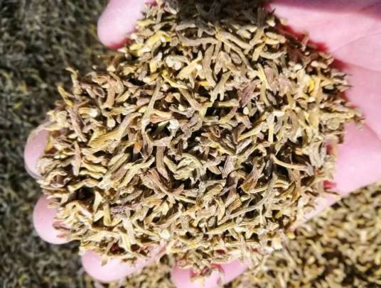 金钗石斛(中药)