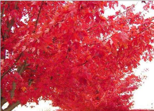 美国红枫夏日红枫
