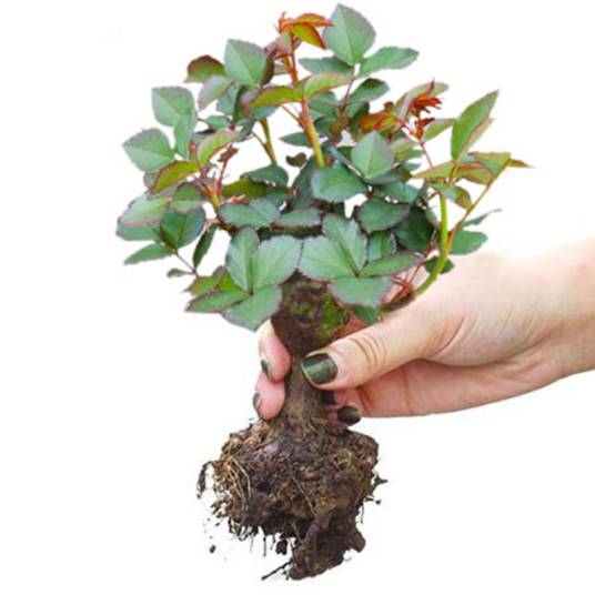 花苗（花卉植物的幼苗）