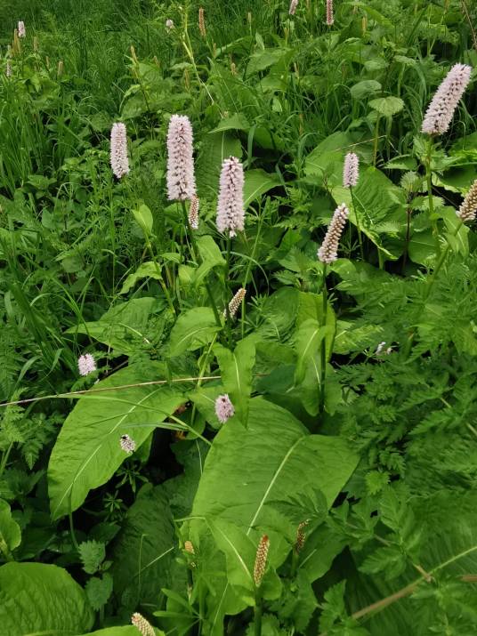 拳参（蓼科拳参属植物）