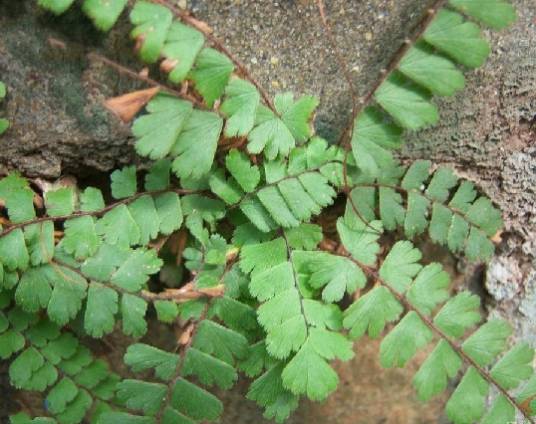 翅柄铁线蕨(凤尾蕨科铁线蕨属植物)