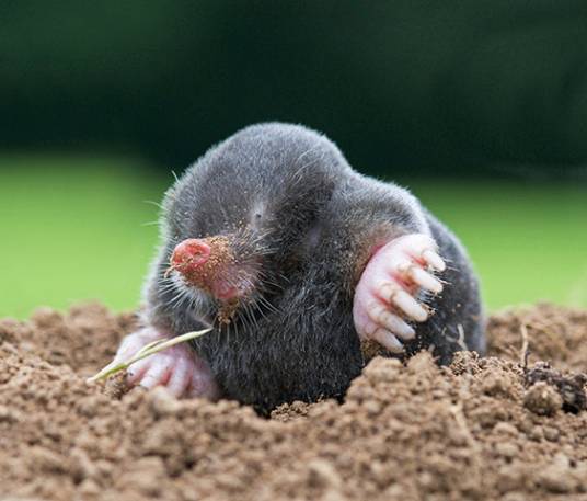 鼹鼠(中药)