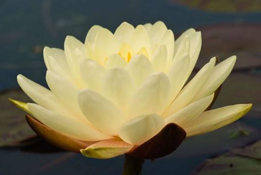 丹佛(睡莲品种)