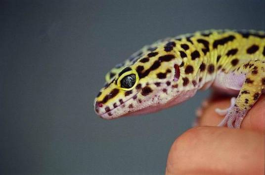 豹纹睑虎