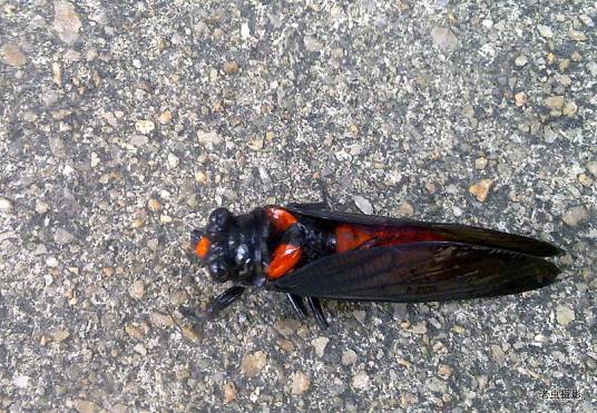 红娘子(动物物种)