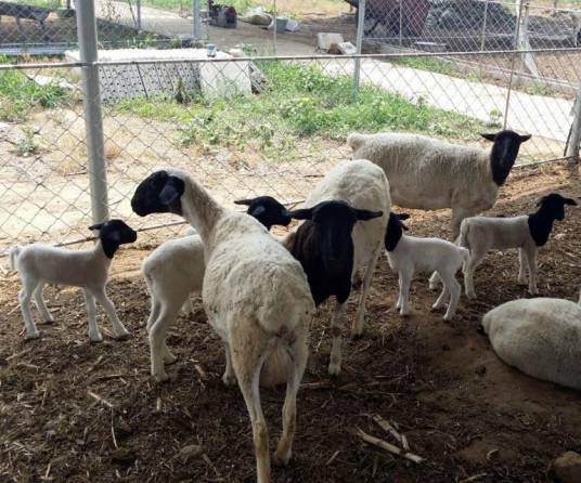 河北省杜泊绵羊