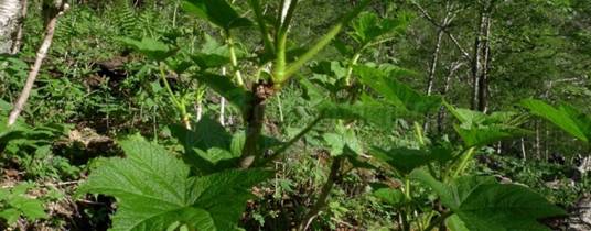 刺人参(五加科刺人参属植物)