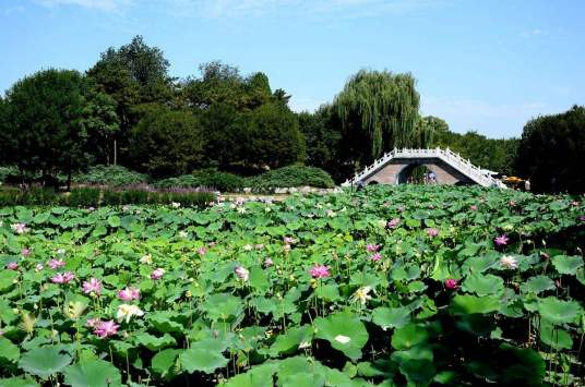 荷花池（叙永一中池塘）