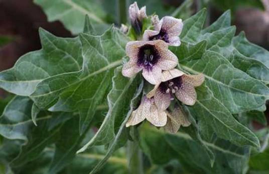天仙子(茄科天仙子属植物)