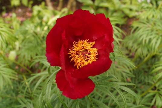 赤芍—新疆芍药