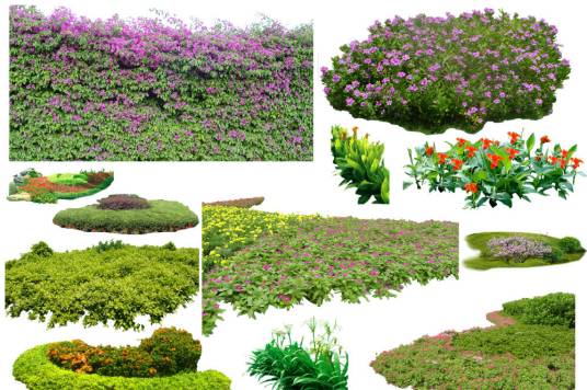 园林地被植物(在园林中应用的能覆盖地面的低矮植物)