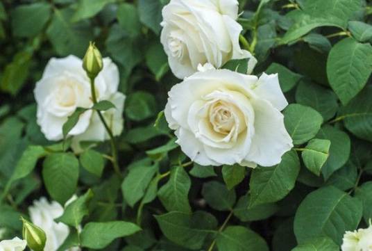 耐心(蔷薇属月季栽培品种)