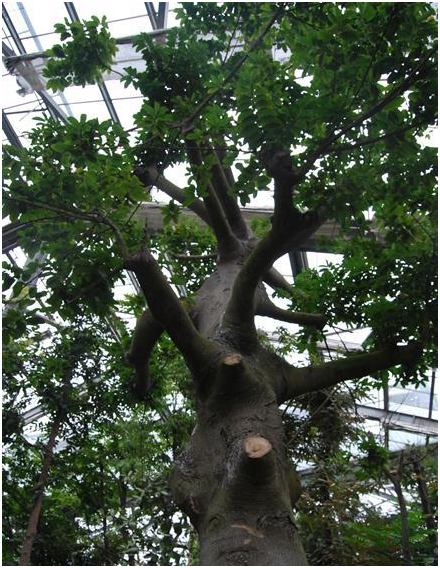 见血封喉(中药)