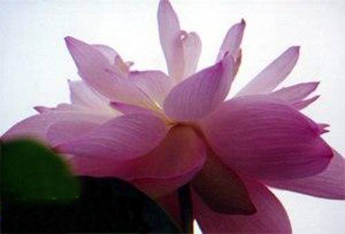 大风暴（荷花品种）