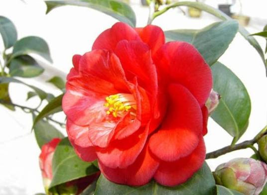 松子(茶花品种)