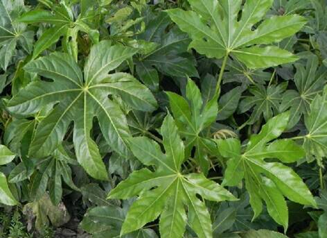 八角金盘(中药)