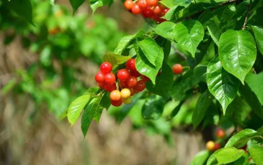 白家曈村观光采摘园