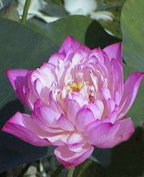 东方明珠（荷花品种）