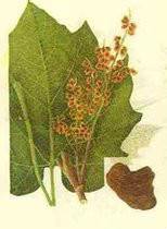 川军(中药名称)