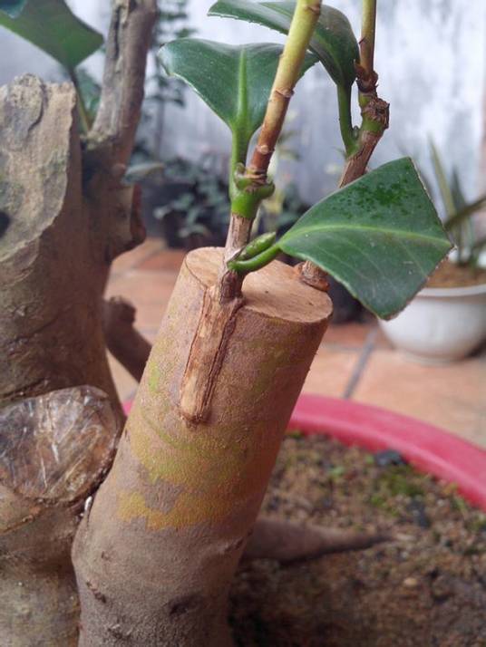 嫁接(植物的人工繁殖方法之一)