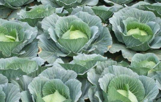 甘蓝(十字花科芸薹属植物)
