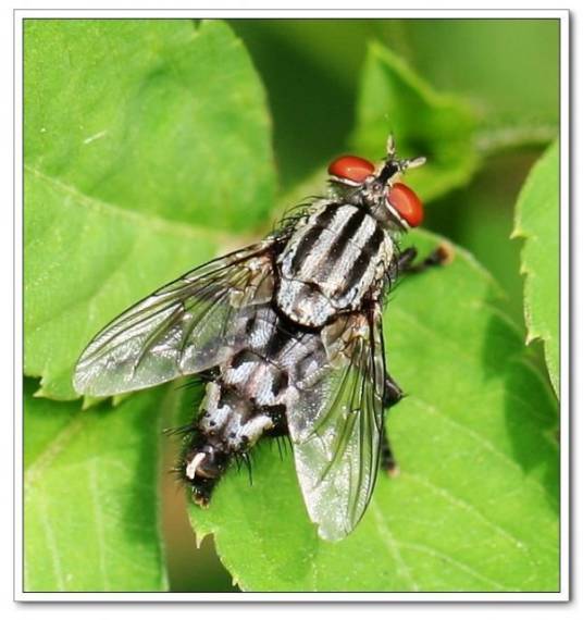 蝇(昆虫纲动物)