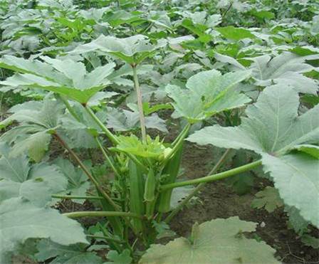 黄秋葵叶(中药材)